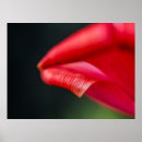Pesquisar por vermelho da tulipa pósteres Fotografia