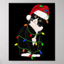 Pesquisar por tuxedo cat pôsteres pósteres Gatinho
