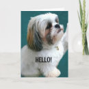 Pesquisar por shih tzu engraçado cartoes Amigo