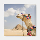 Pesquisar por camel imas Humor