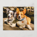 Pesquisar por natal corgi cartoes postais Pembroke welsh corgi