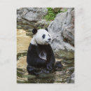 Pesquisar por panda gigante cartoes postais Urso