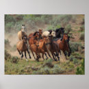 Pesquisar por mustang pósteres Fotografia