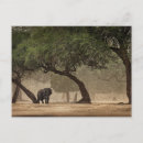 Pesquisar por elefante africano cartoes postais Natureza