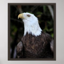 Pesquisar por falcoaria pósteres Raptor