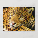 Pesquisar por jaguar cartoes postais Felino