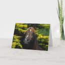 Pesquisar por cavalo árabe cartoes Equestre