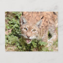 Pesquisar por gato lince cartoes postais Animais