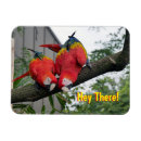 Pesquisar por papagaios imas Aves