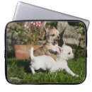 Pesquisar por jovem corça laptop sleeves Chihuahua