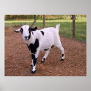 Pesquisar por goat pôsteres pósteres Farm