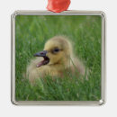 Pesquisar por canadense ornamentos Ganso