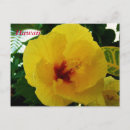 Pesquisar por hawaiian flowers cartoes postais Tropical