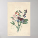 Pesquisar por ervilha doce pósteres Vintage