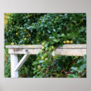 Pesquisar por árvore de pera fotografia Queda