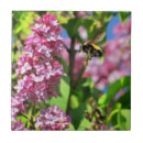 Pesquisar por lilases azulejos Flores