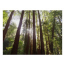 Pesquisar por sequoia pôsteres pósteres Floresta