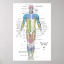 Pesquisar por anatomia muscular pôsteres pósteres Médico