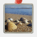 Pesquisar por concha ornamentos Praia