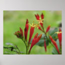 Pesquisar por plantas nativas pôsteres pósteres Planta nativa