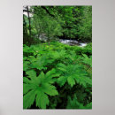 Pesquisar por foliage fotografia Folha