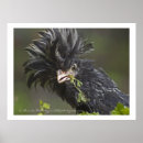 Pesquisar por polonês pôsteres pósteres Galo