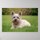 Pesquisar por cão schnauzer pôsteres pósteres Cachorrinho