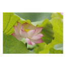 Pesquisar por nucifera do nelumbo Lótus