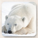 Pesquisar por urso polar porta copos Canadá