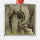 Pesquisar por elefante indiano ornamentos Pastagem