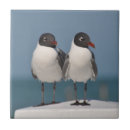 Pesquisar por cabeça casa casa azulejos Pássaros