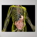 Pesquisar por sistema digestivo pósteres Médico