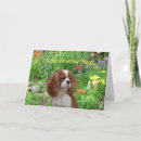 Pesquisar por cavalier king charles spaniel cartoes Cavaleiro