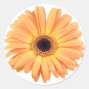 Pesquisar por gerbera alaranjado Foto