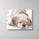 Pesquisar por animal estimação de impressão de canvas Fotografia