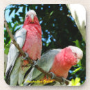 Pesquisar por australiano porta copos Fauna
