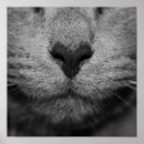 Pesquisar por gato branco pôsteres pósteres Vintage