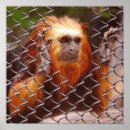 Pesquisar por tamarin pósteres Animais selvagens