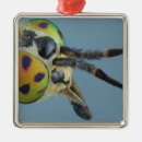 Pesquisar por fundo colorido ornamentos Animais