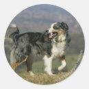Pesquisar por border collie adesivos Ânsia