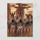 Pesquisar por zebra cartoes postais Savana