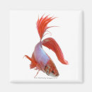 Pesquisar por combat imas Peixes