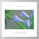 Pesquisar por flores azuis pôsteres pósteres Qualquer pessoa