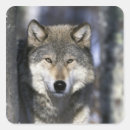 Pesquisar por de lobos adesivos Neve