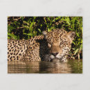 Pesquisar por pantanal cartoes postais Brasil