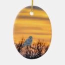 Pesquisar por nevada ornamentos Natureza