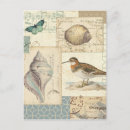 Pesquisar por seashells cartoes postais Casca
