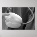 Pesquisar por tulipas pretas pôsteres pósteres Preto