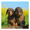 Pesquisar por do dachshund fotografia Para ela