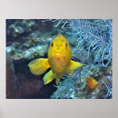 Pesquisar por garoupa pôsteres pósteres Recife